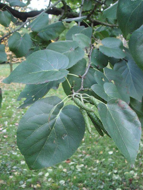 Alnus cordata feuille